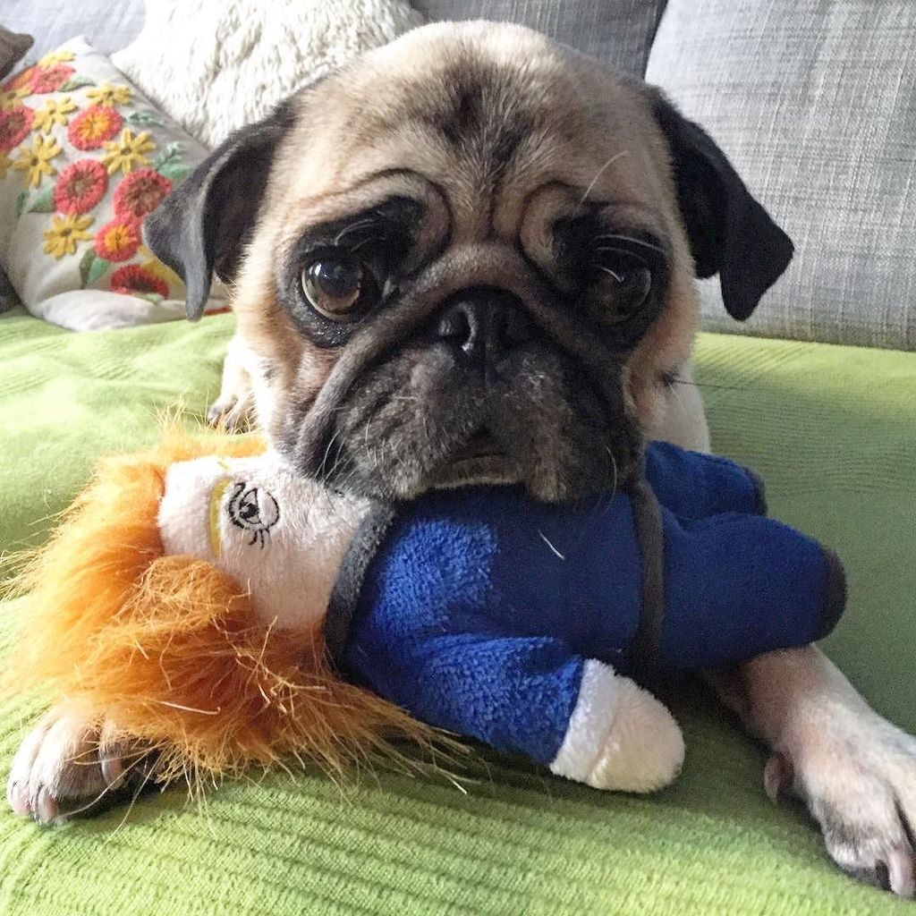 BoogiethePug's tweet photo. I found a way to make him shut up #DognaldTrump #MotorMouth #PugSolutions #SitOnHisFace https://t.co/Vzgpj11JQz https://t.co/hRIbs98bIP