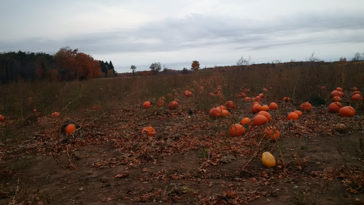 Mark_MIP's tweet photo. From this pumpkin patch.....@kirkendallhood https://t.co/bwKJKYHTsL