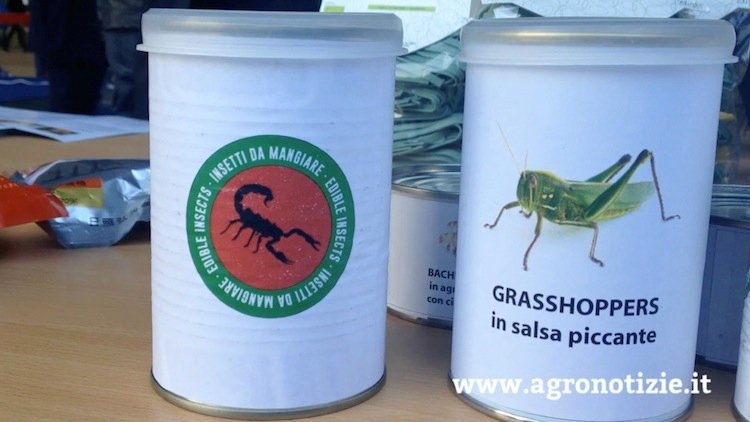 lecinquew's tweet photo. Intervista di @agronotizie Insetti, meduse e alghe: gli alimenti del futuro? #NuoviCibi
https://t.co/UQBAfP9jsX https://t.co/xn76m9oNlu