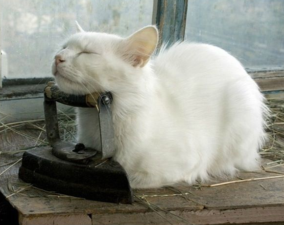 eeecat tweet picture