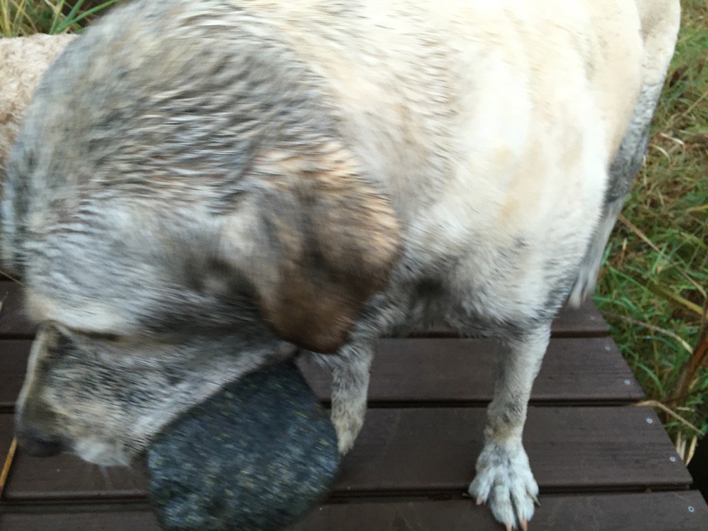 thorvald66's tweet photo. It's a rock.  He's dumb. https://t.co/8ajvtOH5s7