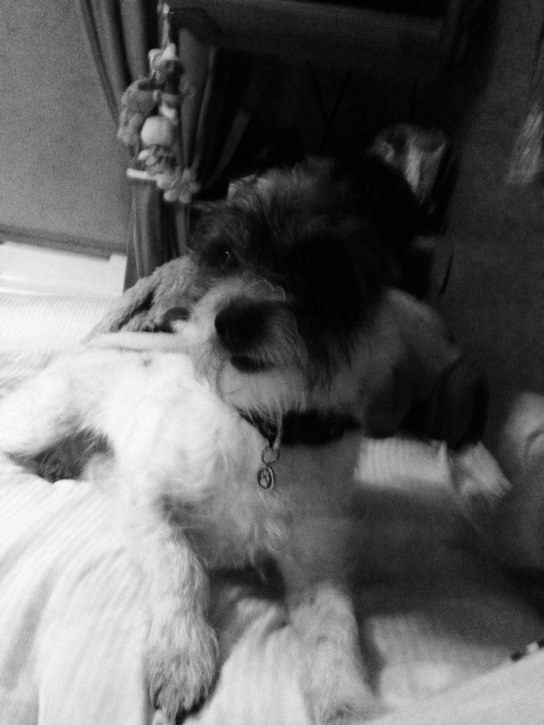 GigiMay3's tweet photo. Doggy https://t.co/XjHCZM0r5g