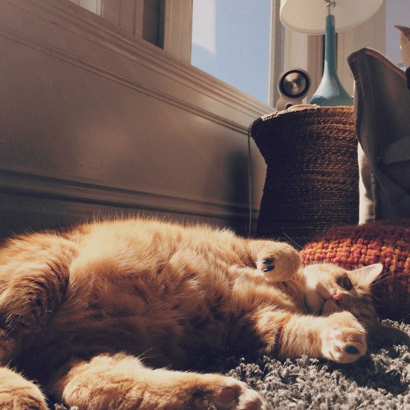 WIRED's tweet photo. Why do cats purr? (Hint: It's not just because they're happy) https://t.co/SdtPkuZNfi https://t.co/TY9qK3iJDJ