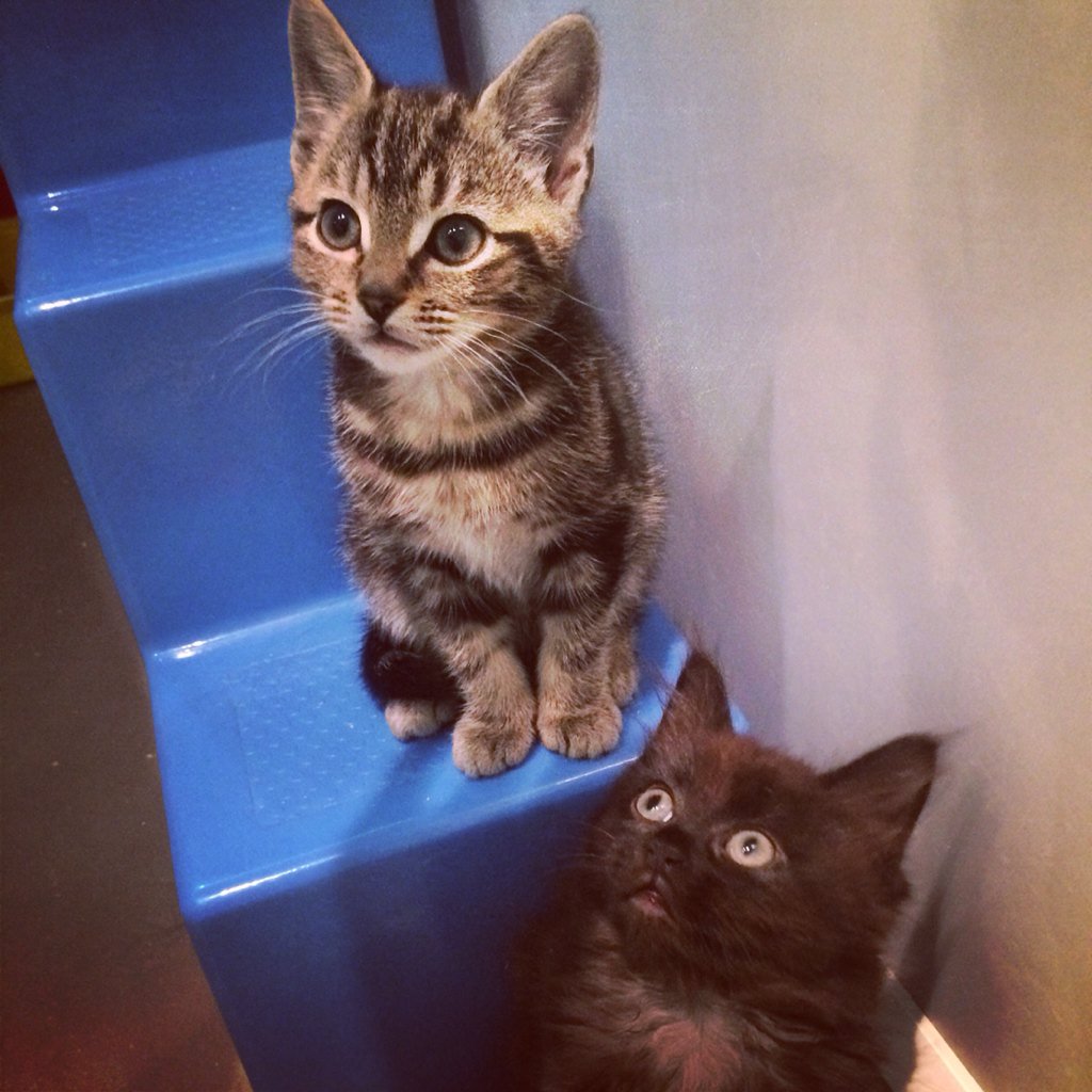 Cats and kittens in need of loving homes rspcacentrallondon.org.uk