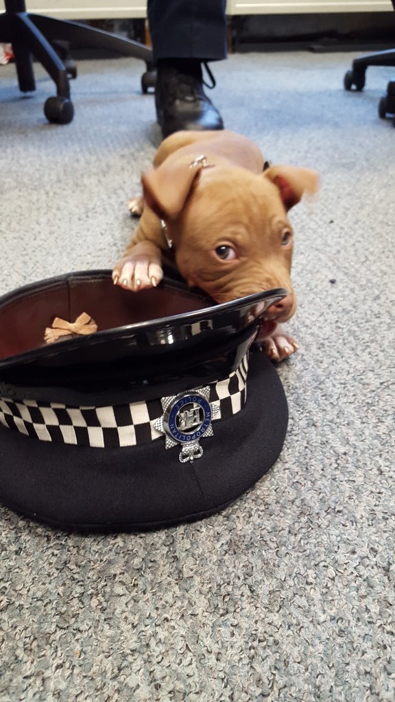MPSHackney's tweet photo. This little chap was saved after a male was arrested for animal cruelty today by #GDRTB.Great work from LBH cctv too https://t.co/USpOCQ9fLJ