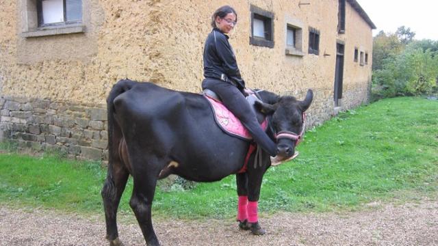 LePortdAttache's tweet photo. #IlleetVilaine : #chevaucher une #vache ça se dit comment ?
https://t.co/OOS8Qve2lA https://t.co/gnzhbVl0rk