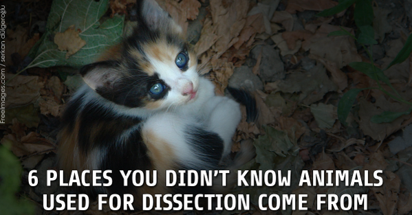 PETAShares's tweet photo. Ever thought about where animals used for #dissection come from?
Prepare to be horrified: https://t.co/JQkvVU8jR1 https://t.co/l1uNDOvmi8