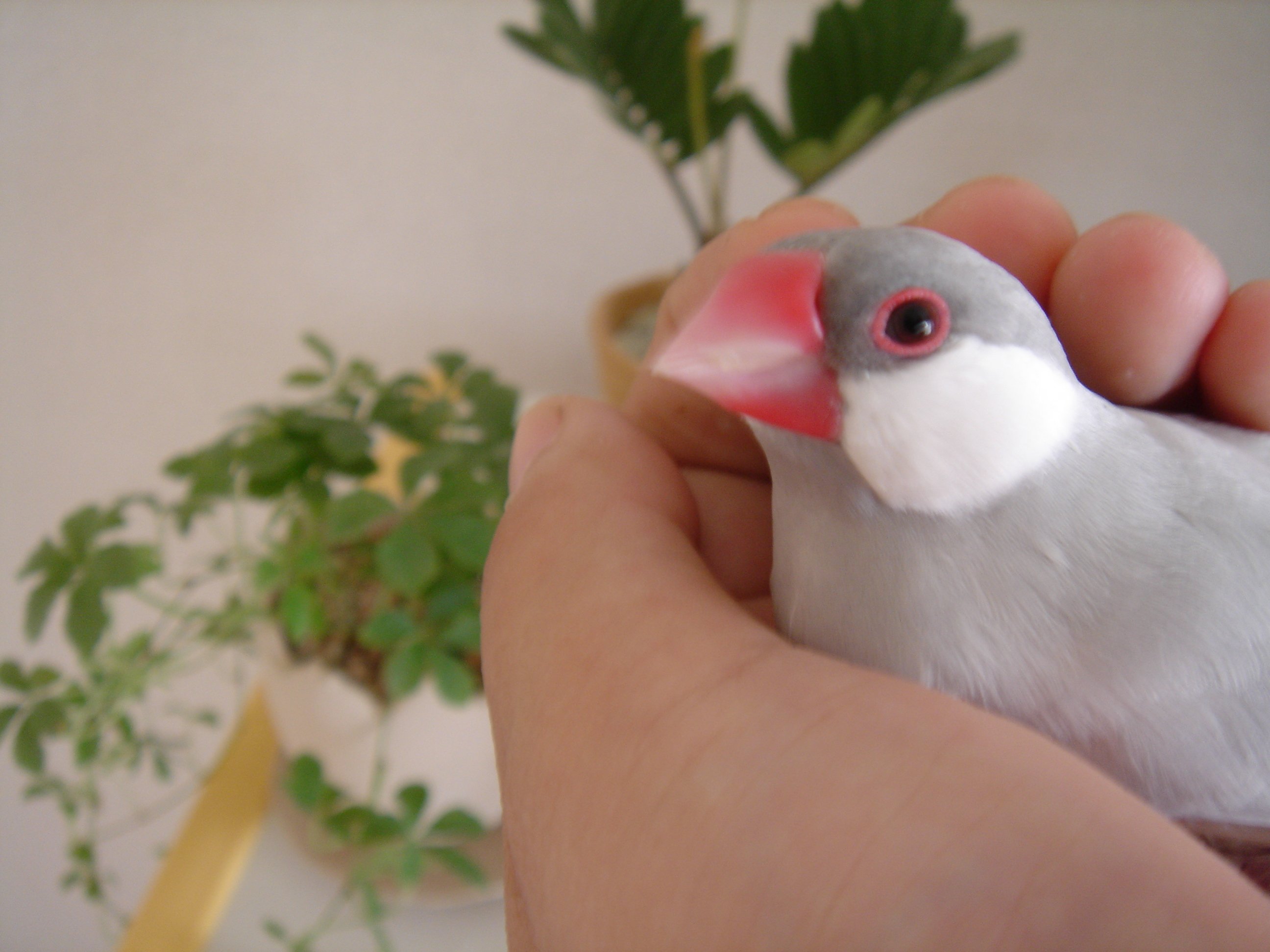 パリの鳥さんシリーズです♪白い鳥さんと羽と・・ - ビーズ、ガラス
