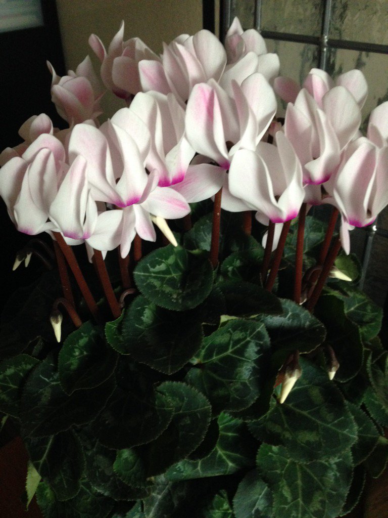 Hans_Struik's tweet photo. Beetje herfstsfeer in huis gebracht en uiteraard #wekelijksbloemetje voor mijn vrouw https://t.co/061tq3LO34