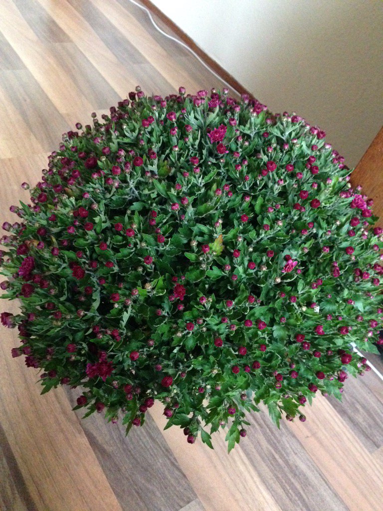 Hans_Struik's tweet photo. Beetje herfstsfeer in huis gebracht en uiteraard #wekelijksbloemetje voor mijn vrouw https://t.co/061tq3LO34
