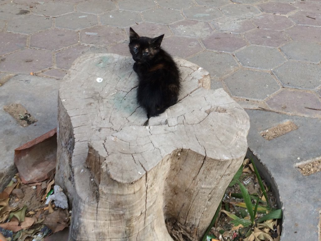 MartinWoller's tweet photo. a #catlover #cattweeter #catblogger would have a full time job on #Cairo streets https://t.co/wg6Yy0rG46