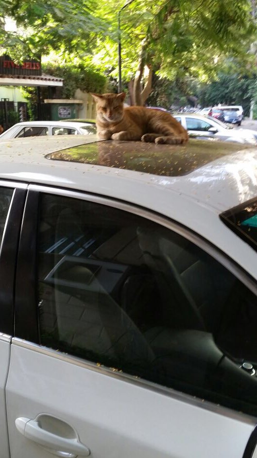 MartinWoller's tweet photo. a #catlover #cattweeter #catblogger would have a full time job on #Cairo streets https://t.co/wg6Yy0rG46