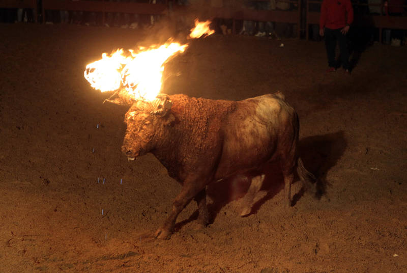 AnimaNaturalis's tweet photo. RT si estás en contra! Mañana comienza una de las tradiciones más vergonzosas y crueles de España: #ToroDeJubilo https://t.co/woRX7txnjo