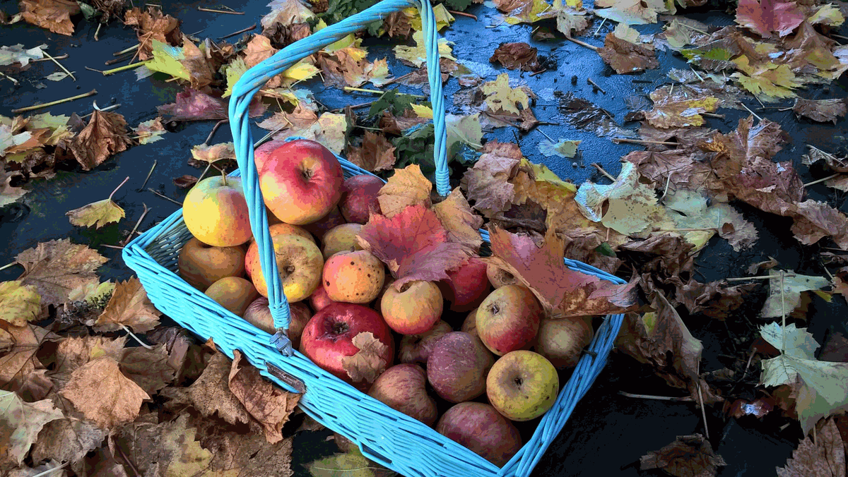 KentishPipCider's tweet photo. Well the #KentishPip apple picking is nearly over and I might just heat up some #Firespice https://t.co/XZfntBLsov