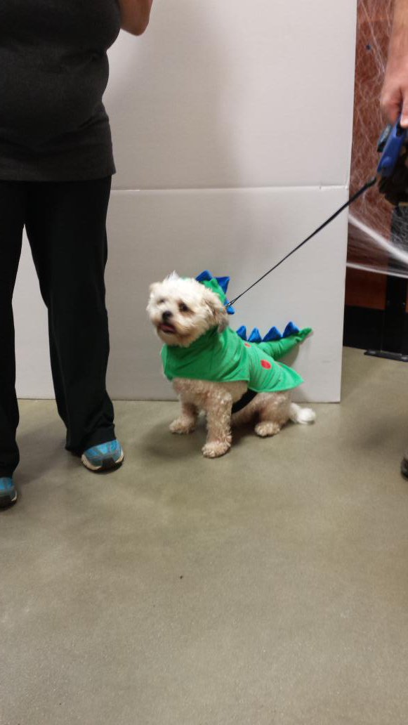 Grrrrrr.  #eastpetm <a href="/JulzLawrence/">Julz Lawrence </a> #monstercute