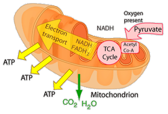 gfa_mito's tweet photo. ever wondered how the mito really works? here's a sweet diagram (#gfacellwars #mitoforpreso #EN3RGY) https://t.co/PerQcB91jf
