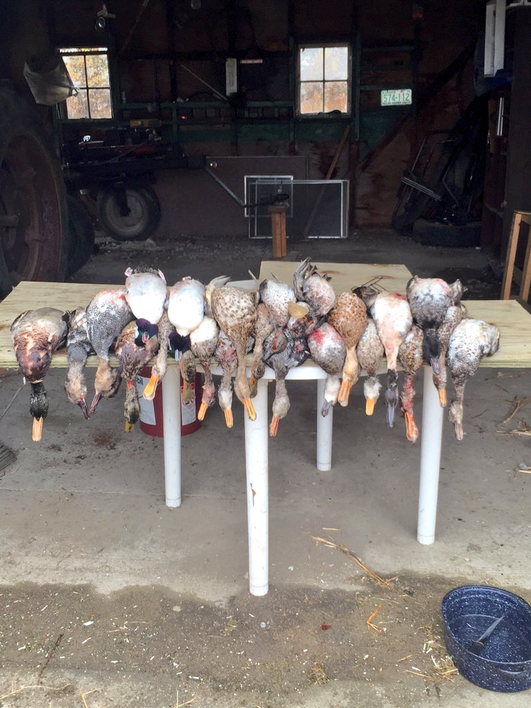 11vandy's tweet image. Four man limit yesterday morning #NoDak #shootinducks