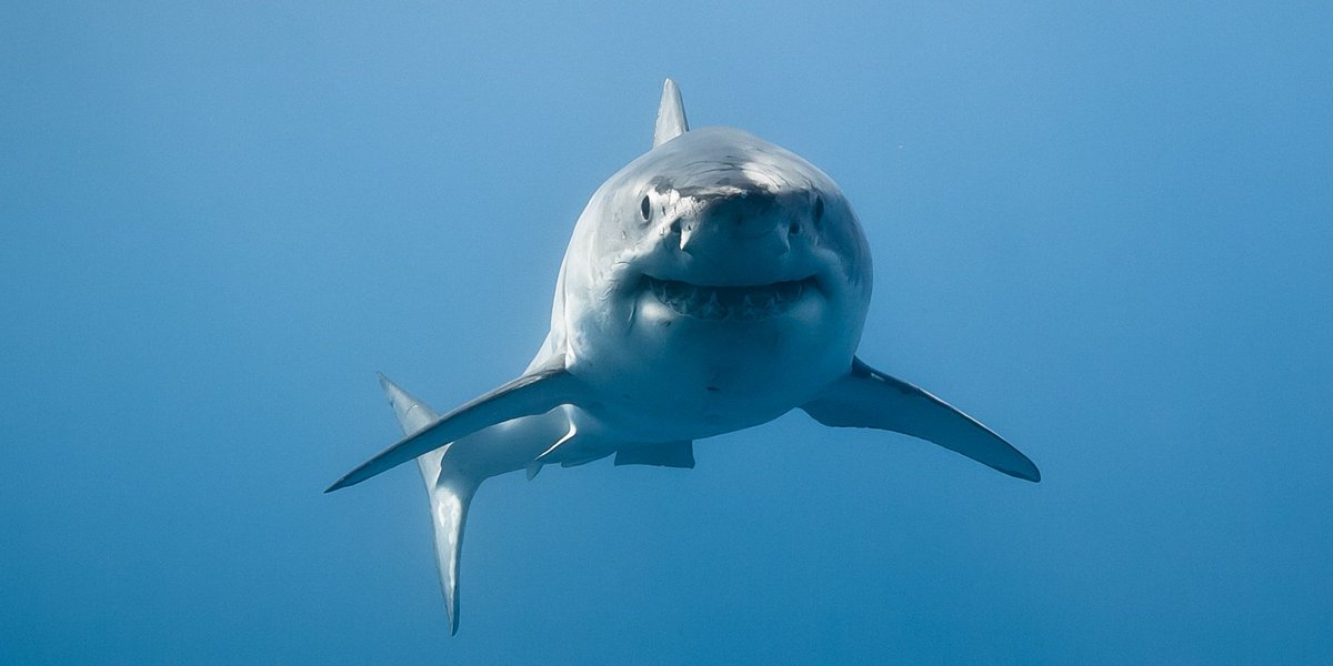 NatureNETzzz's tweet photo. Great White Shark: top ocean predator- #4 on our apex predator list #science https://t.co/B3R0Za6PJx https://t.co/iIGp3rg98m