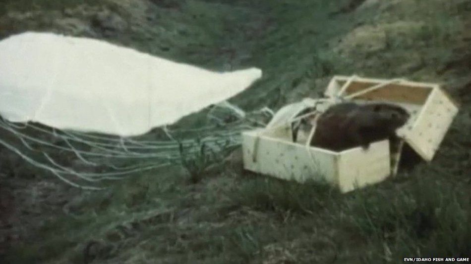 BBCWorld's tweet photo. Archive footage shows beavers being parachuted into US wilderness https://t.co/sfAs5gZi2S https://t.co/WEonNMWS9C