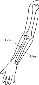 R_3PM_251Lab's tweet photo. given this image of the forearm can you draw in the muscles of the anterior forearm? https://t.co/kDlFxHPwiy