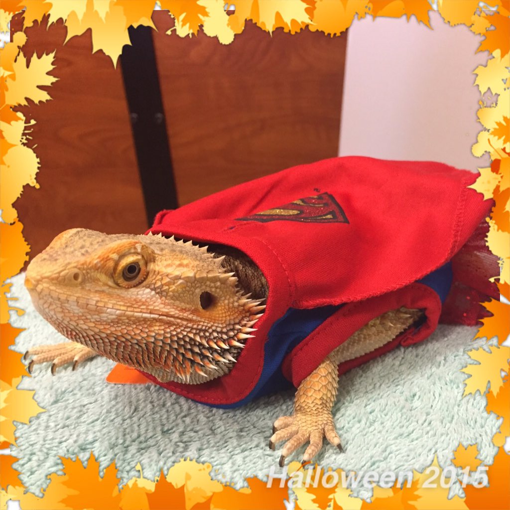 abailey_AFLM's tweet photo. Superheroes come in all shapes and sizes!  #MonsterCute #cnypetm @robsmithbluejay @PetSmart https://t.co/Sv7QojWDlh