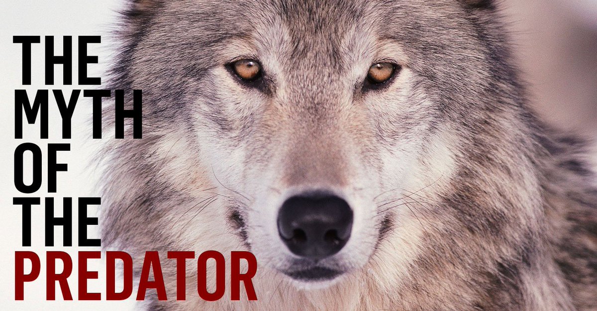 Discovery's tweet photo. Is the big bad wolf really so big and bad? >> https://t.co/4YPr3c6yze https://t.co/ay8OunXS4I