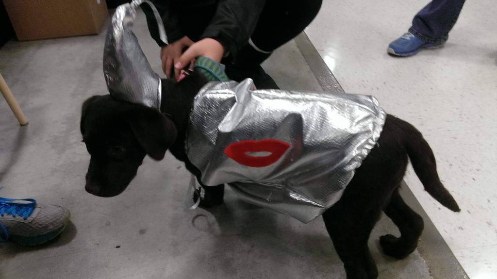 PattyMarie218's tweet photo. I'll take on if those hershey kisses! #MonsterCute #Howloween @Petsmart591 https://t.co/fSgAj2VT6z