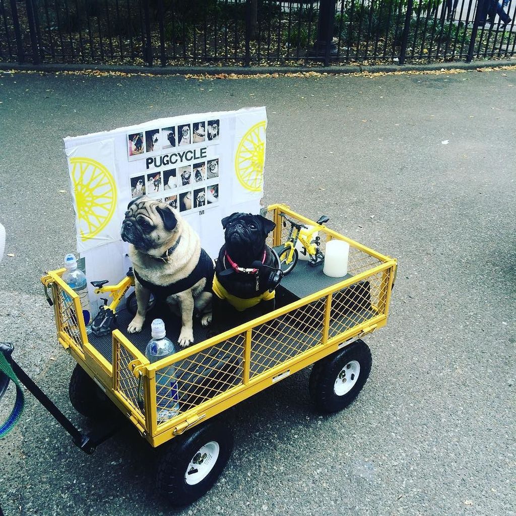 sim1hill's tweet image. Some basic bitches. #butliterally #howlween #halloweendogparade ift.tt/1S2JlFQ