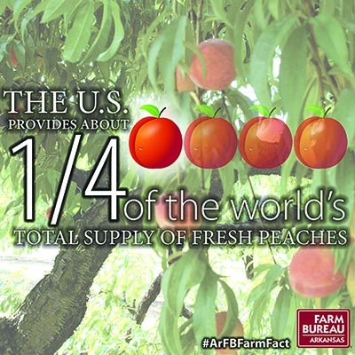 The U.S. provides about 1/4 of the world's total supply of #peaches. #ArFBFarmFact - sot.ag/4tsft