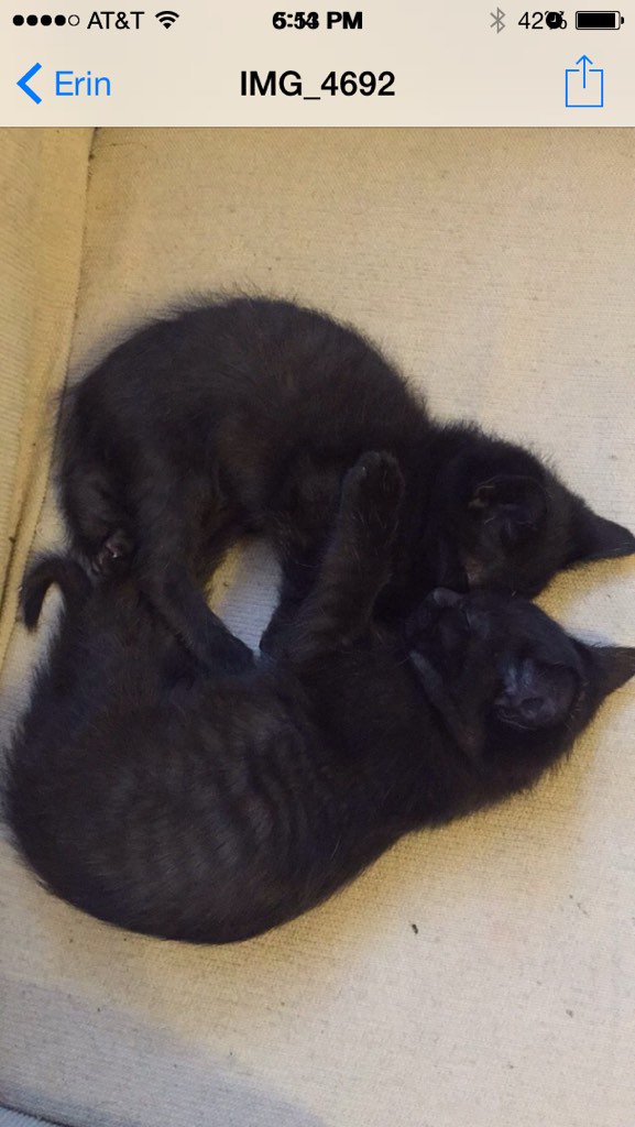 doesnotusee's tweet image. Black cats are less likely to be adopted partly due to old superstition #blackcatmagic @bestcatlitter