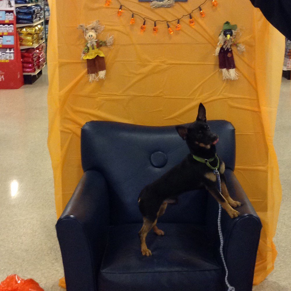Baileywick from Austin pets alive loves to get his picture taken #monstercute #austinpetm <a href="/DonnaDslack/">Donna Slack</a>