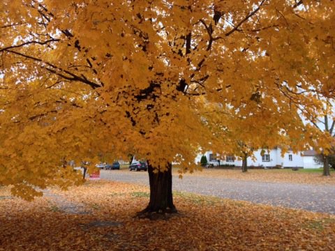 RandyMeierFox9's tweet photo. Sure it's windy.. But it ain't over till it's over. #Octoberbliss https://t.co/pBvHWbY1HO