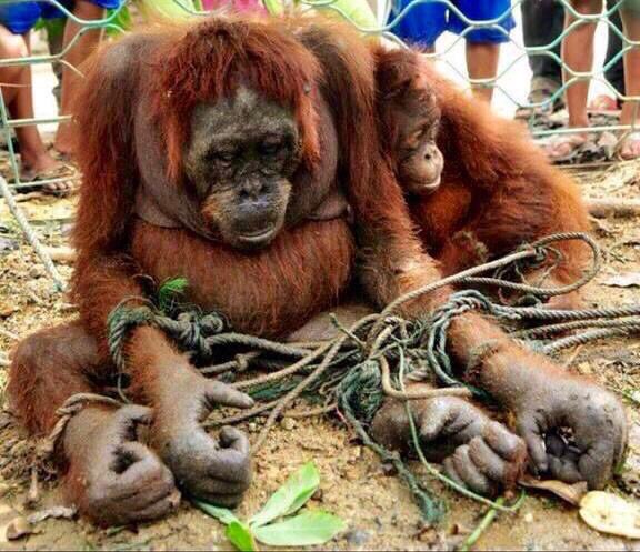 isaacBIOvega's tweet photo. NO quiero esto y LUCHO para EVITARLO 😿💔
I want a future in which humans live in harmony with nature
RT If YOU AGREE! https://t.co/IUaBqDFLqb