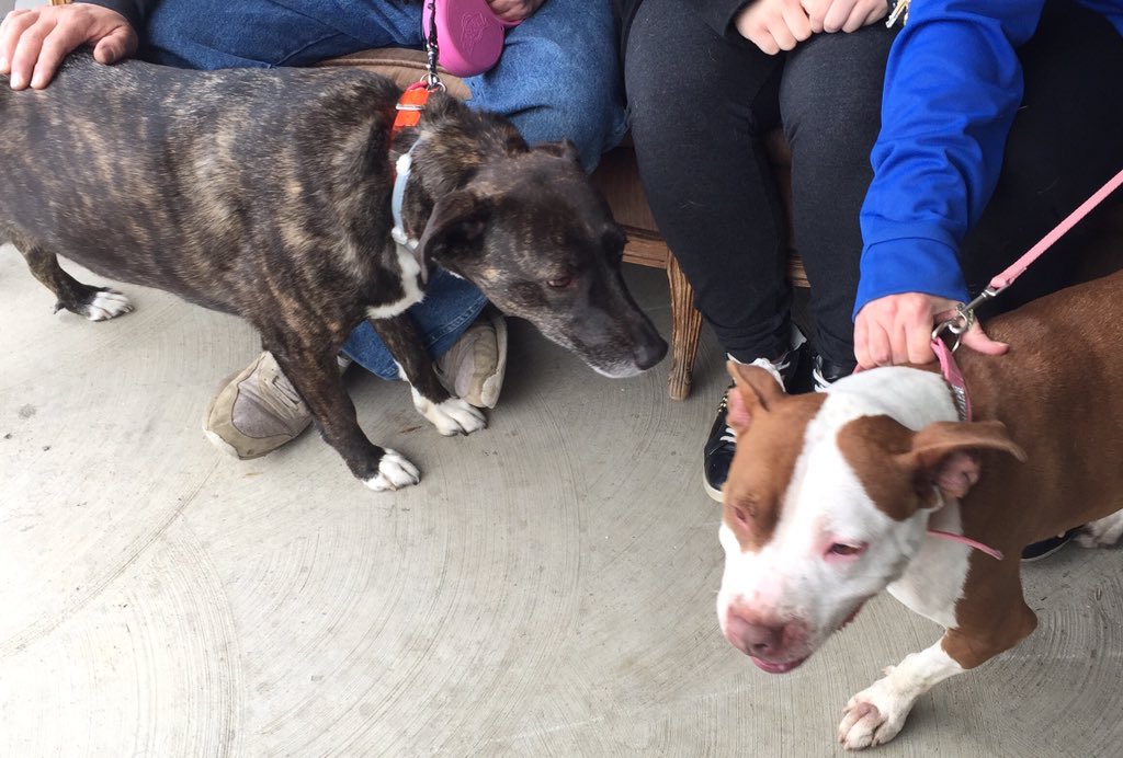 A New Leash on Life tweet media