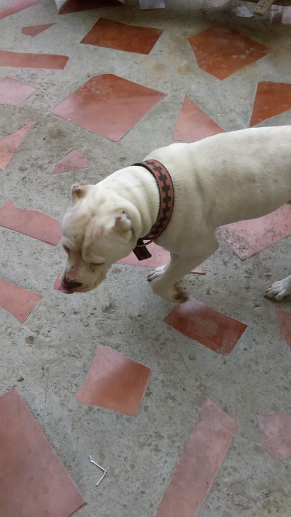 Charenlayd's tweet photo. A Pues aqui cansado de corretear al perro de Melissa mi cuñis https://t.co/2GVbTtCDoi