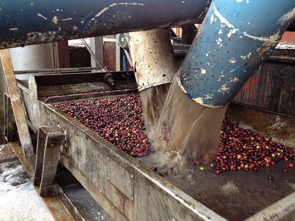 drwcoffee's tweet image. The difference between fully and semi-washed coffees... news.drwakefield.com/coffee-trading…