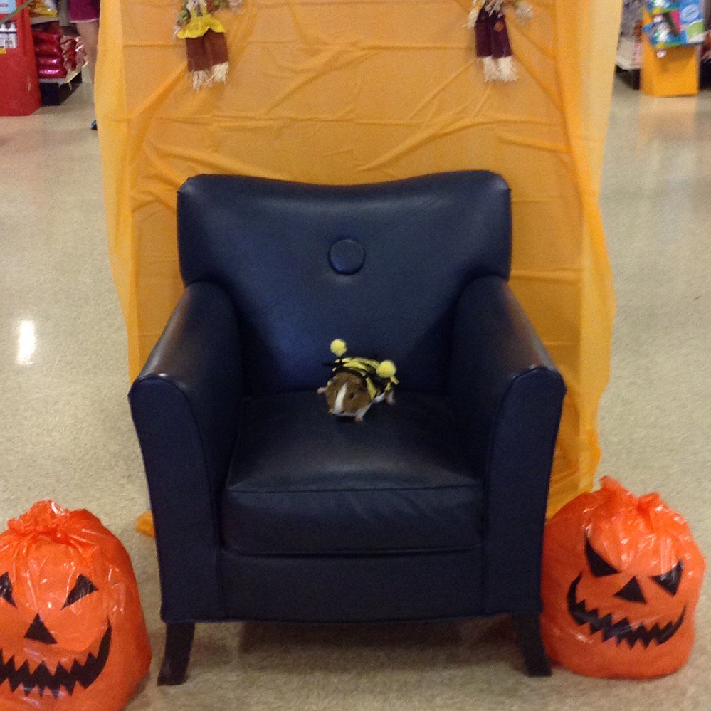 Even the guinea pigs are excited about Halloween at 1737 #monstercute #austinpetm <a href="/DonnaDslack/">Donna Slack</a> <a href="/CpaulChuck2/">Chuck Paul</a>