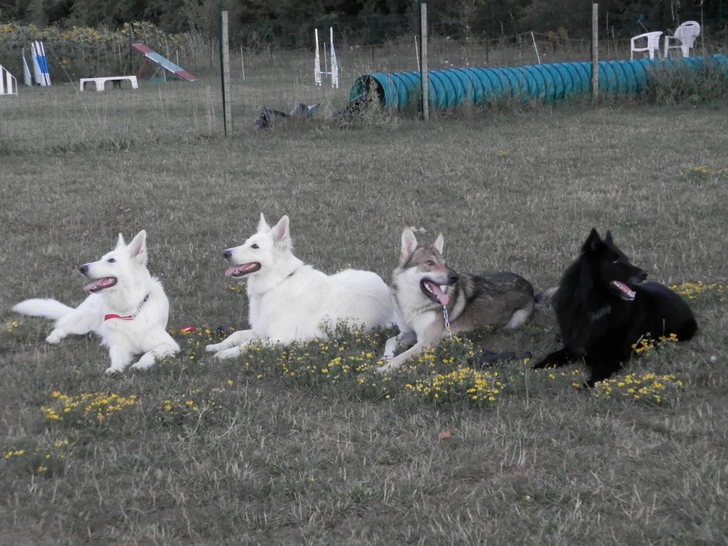wolfdogbehavior's tweet photo. Bienvenue à ceux qui suivent les débuts de cette pages consacrée au comportements canins et à l'éthique animal! https://t.co/H1SdMtg83V