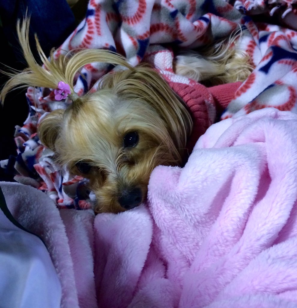 SavannahMcPeek's tweet photo. Happy Birthday to my Bella! Time for the terrible twos! #PrincessIsabellaMarie #ImTwo #YorkiesOfTwitter https://t.co/qBn2vPKWtu