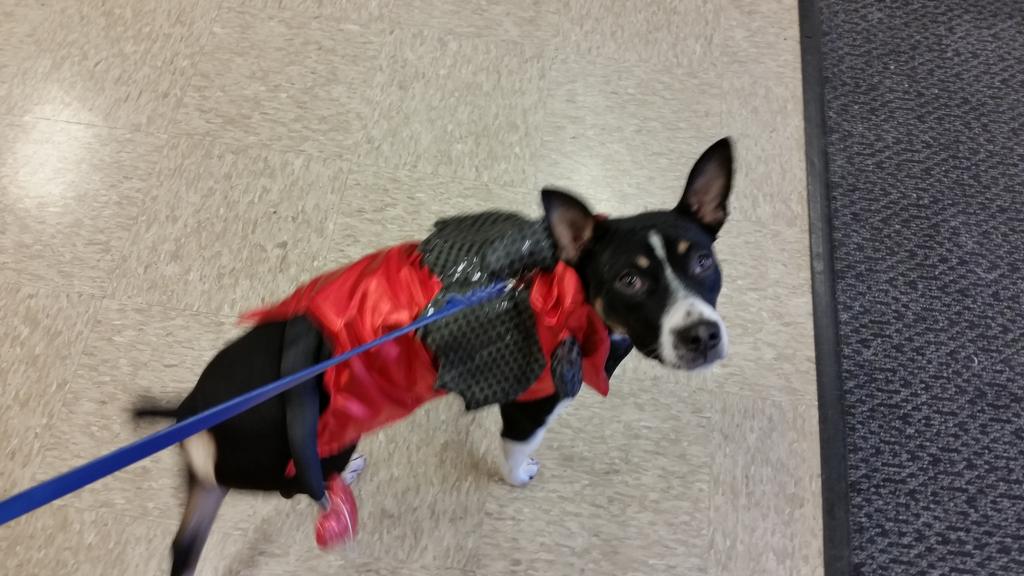 PetSmart#1934 tweet media