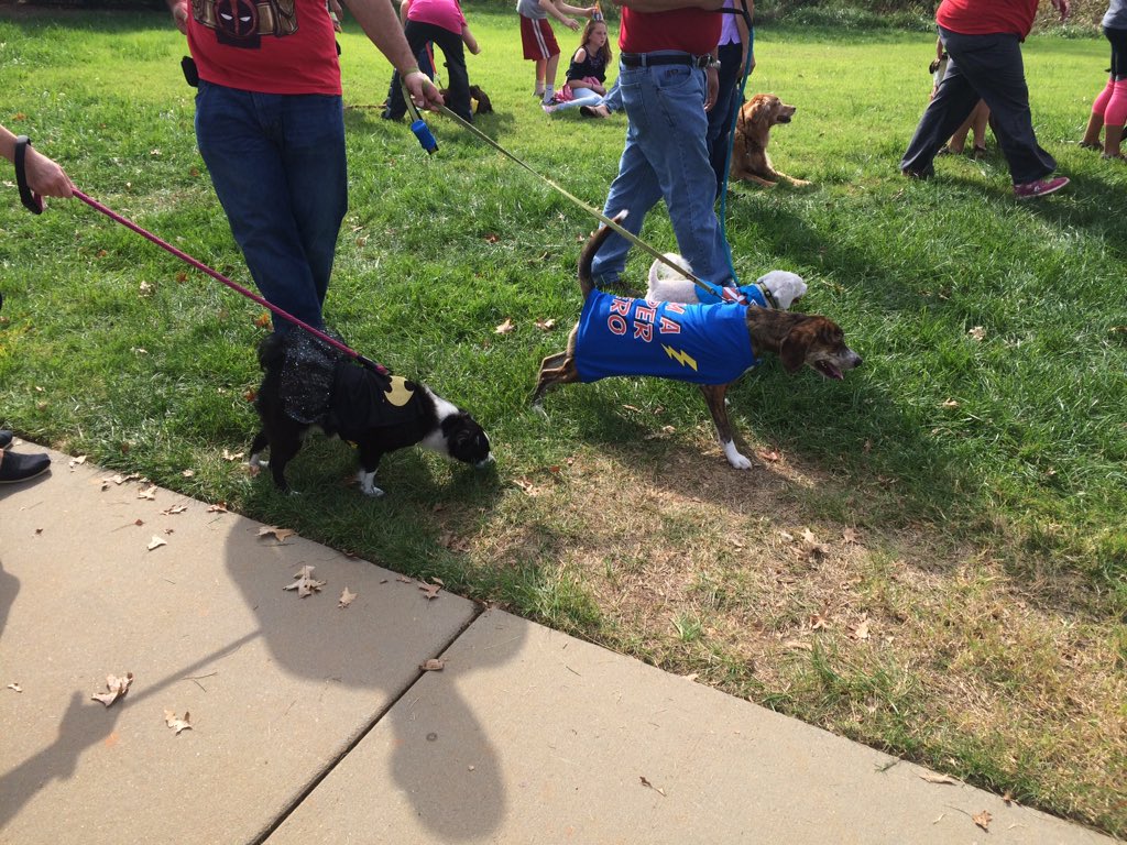 ChrisDotWeb's tweet photo. The @BaxterSkeletons are having a dog party today. #BaxterSkeletons https://t.co/86c2Lq8sef