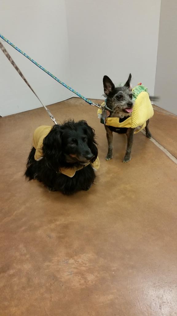 PetSmart#1934 tweet media