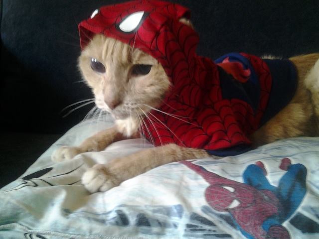 kittydoggienews's tweet image. My Spiderman Kris #blogpawshalloween #kittydoggienews