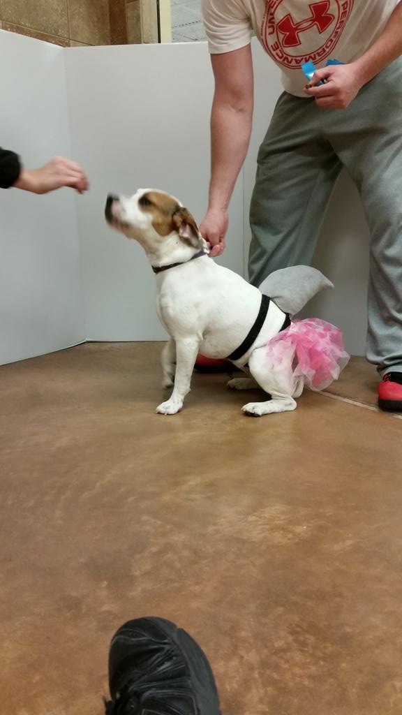 PetSmart#1934 tweet media