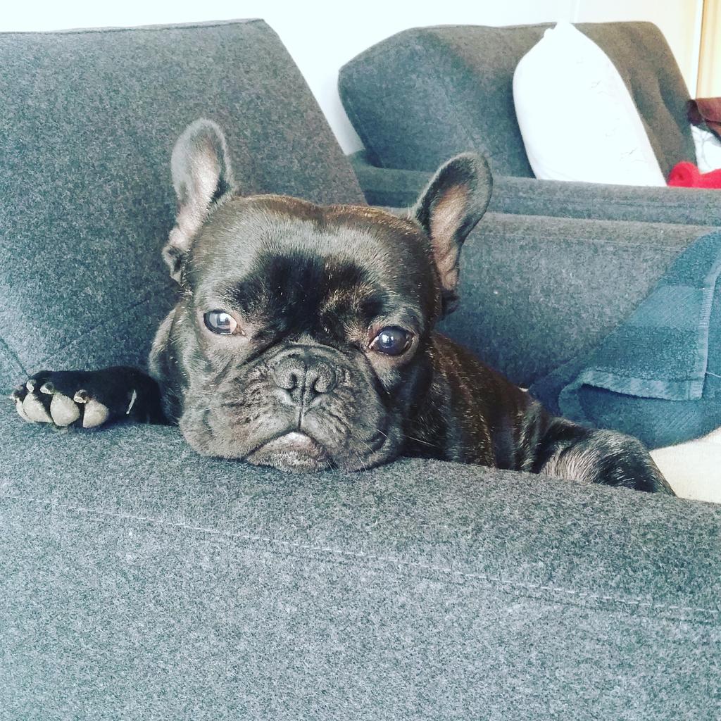 OvBTheFrenchie's tweet photo. How to spend rainy days in London - curled up on the sofa looking glum #RainRainGoAway https://t.co/De1zAetm9u