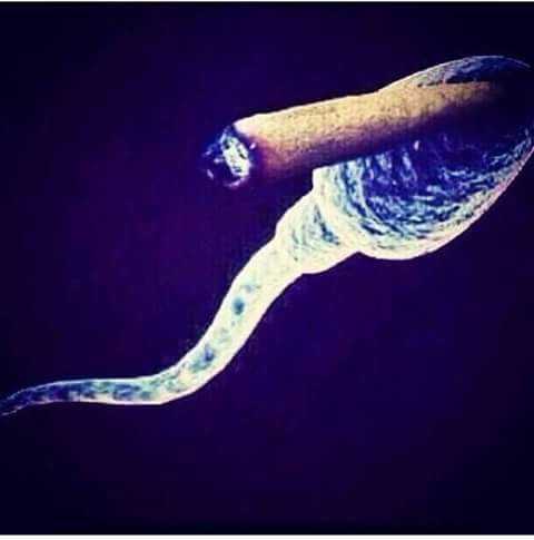 Kaze_Kingu's tweet photo. Since a cell nigga I'm true to this https://t.co/WRje7A362Y