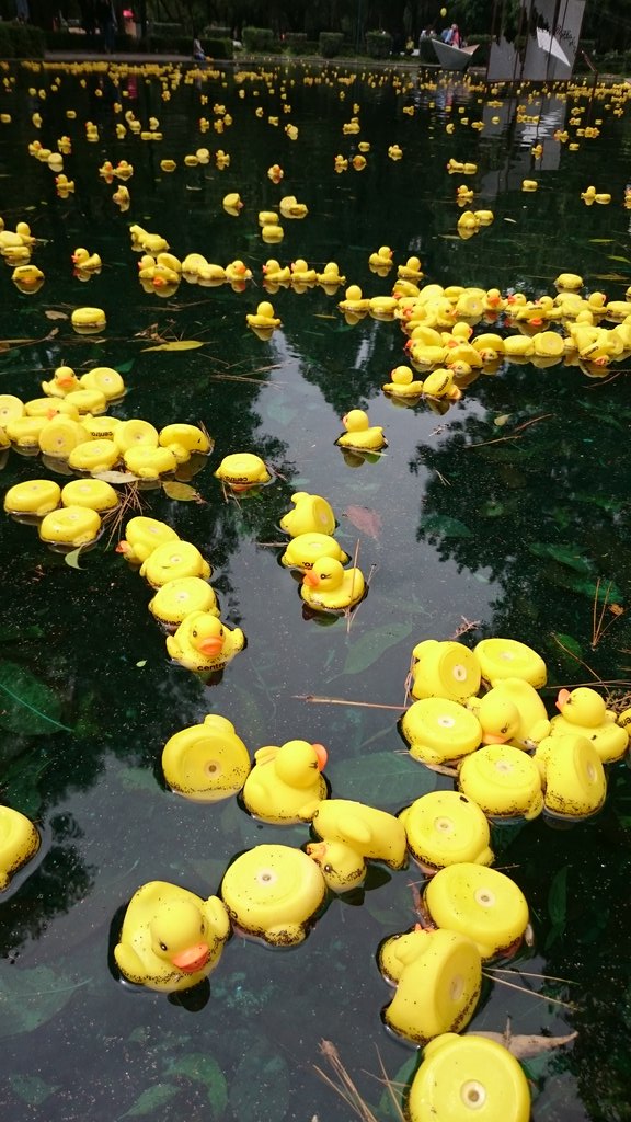 ¡Para enamorarse! <a href="/centro_news/">CENTRO diseño | cine | televisión</a> invade @elparquelincoln con 2,500 patitos #EstructurasEfimeras #DWM15