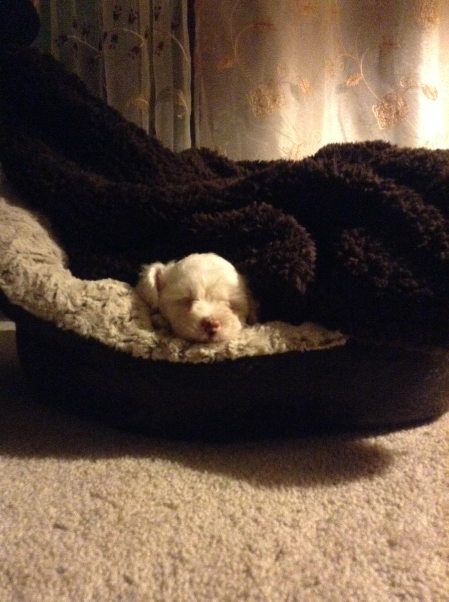 LastNameBravo's tweet photo. Goodnight Bella. #WelcomeBella https://t.co/rLSEkNJw6T
