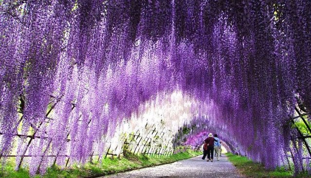Gorgeous0Places's tweet photo. Kitakyushu, Japan

Kawachi Fuji Gardens

#Stunning https://t.co/2CjUC5dO25