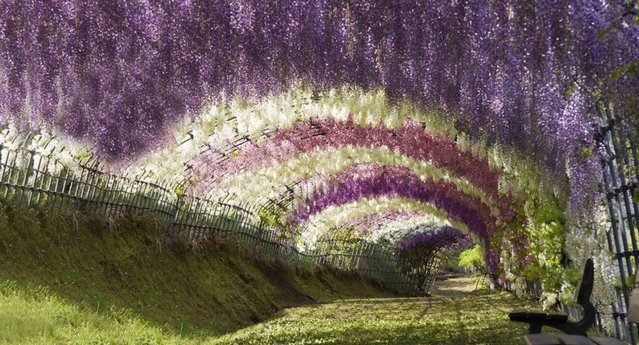 Gorgeous0Places's tweet photo. Kitakyushu, Japan

Kawachi Fuji Gardens

#Stunning https://t.co/2CjUC5dO25